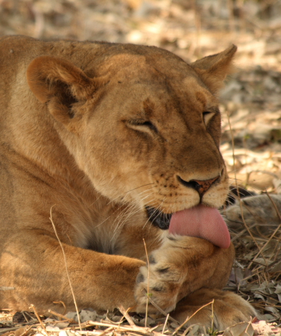 lionesse in the south luangwa NP.JPG